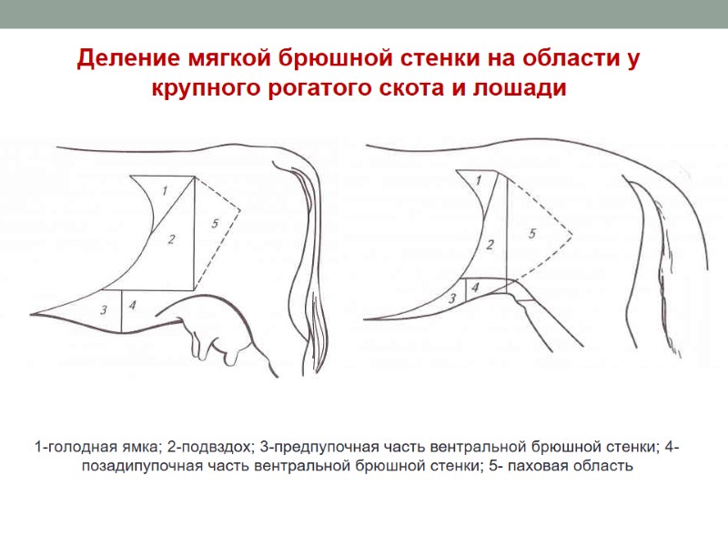 1-гoлoднaя ямкa; 2-пoдвздox; 3-предпупочная часть вентральной брюшной стенки; 4- позадипупочная часть вентральной брюшной стенки;